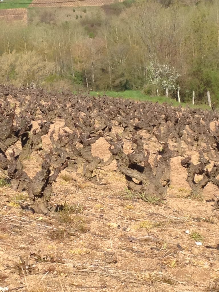 Gamay Vines AOC Chénas