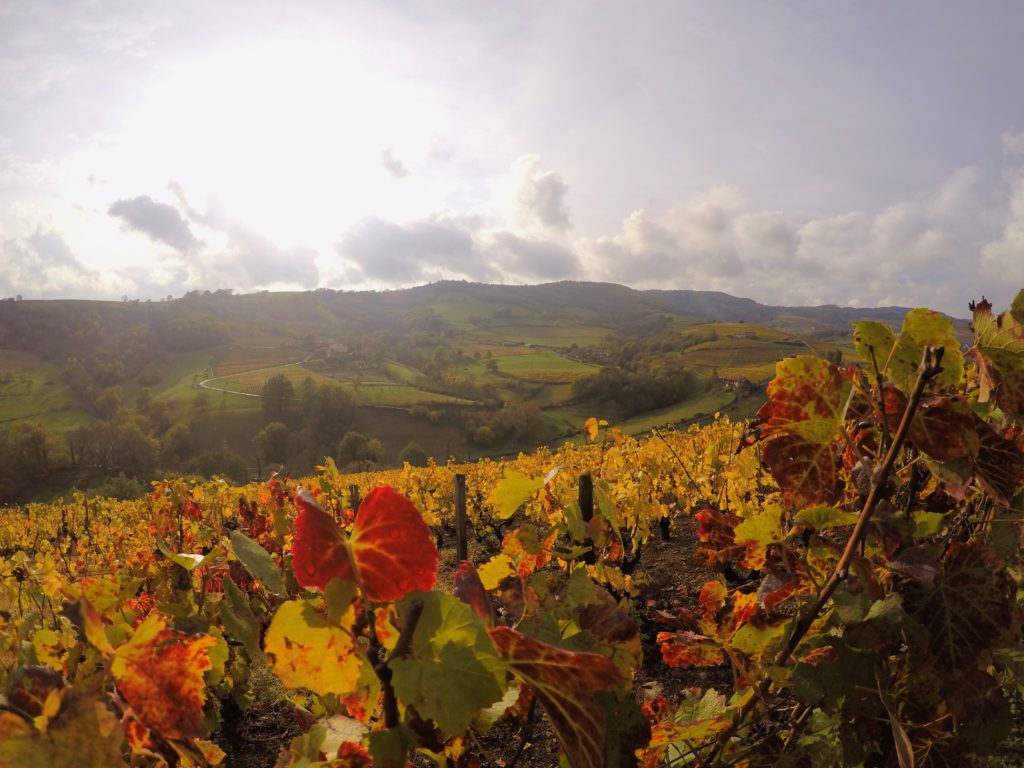 AOC Beaujolais