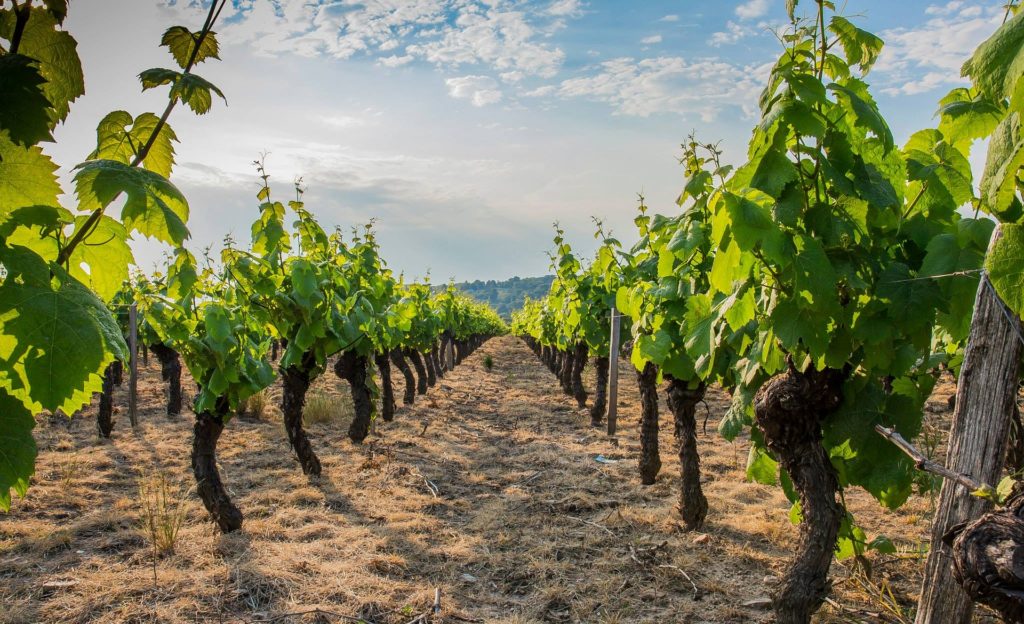 Beaujolais